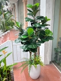 Cây Bàng Giả Decor- Cây Bàng Giả Thiết Kế Lan Decor, Trang Trí Không Gian Xanh Hiện Đại (170cm)- CC1147