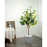 CÂY CHANH MỸ TRANG TRÍ PHONG CÁCH BẮC ÂU (130CM) - CC153