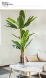 CÂY CHUỐI CẢNH (230cm) - LC1598