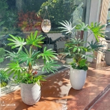 CHẬU CÂY CỌ RỪNG TRANG TRÍ TIỂU CẢNH LANDECOR (120CM) - LC3194 MIX