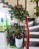 Cây Đỗ Quyên Trang Trí Nội Thất (160cm)- CC986