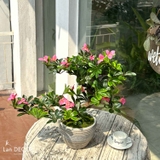 Cây hoa Đỗ Quyên bonsai thiết kế Lan Decor (55cm)- CC987