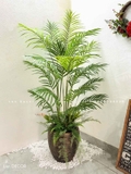 Cây Dừa Cảnh Trang Trí Không Gian (160cm)- LC3038MIX-1