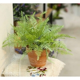 Cây Dương Xỉ Để Bàn Decor Xanh Mát - CC1041