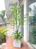 Cây Thạch Nam Nhật Bản Thiết Kế Không Gian Xanh (230cm)- CC1038