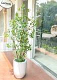 Cây Giả Decor- Cây Asebi Decor Không Gian Xanh (160cm)- CC1057