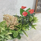 Bồn Cây Tiểu Cảnh- Bồn Cây Xanh Giả Trang Trí Văn Phòng -BC152