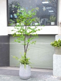 Cây Thạch Nam Nhật Bản Thiết Kế Không Gian Xanh (230cm)- CC1038