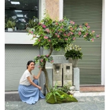 Cây Giả Tiểu Cảnh - Cây Đỗ Quyên Dáng Huyền Trang Trí Tiểu Cảnh Ấn Tượng (200cm)- CC1090