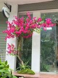 Tiểu Cảnh Cây Giả - Cây Hoa Giấy Dáng Huyền Decor Quán Cafe (230cm)- CC1089