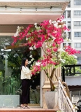 CÂY HOA GIẤY TRƯNG BÀY CỬA HÀNG HÚT MẮT (2m8)- CC881