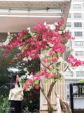 CÂY HOA GIẤY TRƯNG BÀY CỬA HÀNG HÚT MẮT (2m8)- CC881