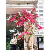CÂY HOA GIẤY TRƯNG BÀY CỬA HÀNG HÚT MẮT (2m8)- CC881