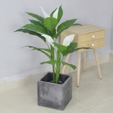 Cây Lan Ý trắng trang trí nhà sang trọng (90cm) - LC2931