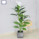 CÂY LAN Ý TRẮNG TRANG TRÍ NHÀ ĐẸP (155cm) - LC2933