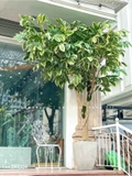 Cây Giả Trang Trí- Cây Khế Trang Trí Cửa Hiệu Ấn Tượng - CC1049