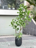 CÂY LÁ XANH MỘC TRANG TRÍ KHÔNG GIAN TẠO CẢNH QUAN XANH MÁT CAO 180CM - CC811