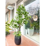 CÂY LÁ XANH MỘC TRANG TRÍ KHÔNG GIAN TẠO CẢNH QUAN XANH MÁT CAO 180CM - CC811