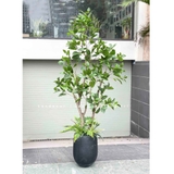 CÂY LÁ MỘC TRANG TRÍ NHÀ TẠO CẢNH QUAN XANH MÁT CAO 180CM - CC812