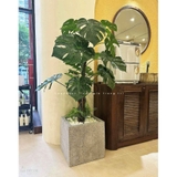Cây Lá Rùa trang trí nhà đẹp LanDecor (130m) - LC2690