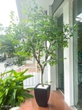 Cây Giả Trưng Bày- Cây Lá Xanh Thiết Kế Tiểu Cảnh Giếng Trời (260cm) - CC1105