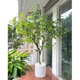 Cây Giả Trưng Bày- Cây Lá Xanh Thiết Kế Tiểu Cảnh Giếng Trời (260cm) - CC1105