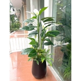 Cây Giả Decor- Cây Lan Ý Giả Trang Trí Tiểu Cảnh Văn Phòng (165cm)- CC1137