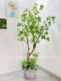 Cây Linh Sơn Trang Trí Không Gian Xanh Mát (180cm)- CC1039