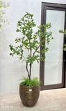 CÂY ASEBI NHẬT BẢN TRANG TRÍ NỘI THẤT (160cm)- CC843