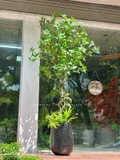 Cây Size Lớn Thiết Kế- Cây Asebi Giả Thiết Kế Sảnh Lớn, Trưng Bày Không Gian Ấn Tượng (200cm)- CC1188
