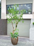 Cây Linh Sơn Trang Trí Không Gian Xanh Mát (180cm)- CC1039