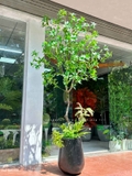 Cây Size Lớn Thiết Kế- Cây Asebi Giả Thiết Kế Sảnh Lớn, Trưng Bày Không Gian Ấn Tượng (200cm)- CC1188