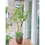 Cây Linh Sơn Trang Trí Không Gian Xanh Mát (180cm)- CC1039