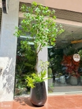 Cây Size Lớn Thiết Kế- Cây Asebi Giả Thiết Kế Sảnh Lớn, Trưng Bày Không Gian Ấn Tượng (200cm)- CC1188