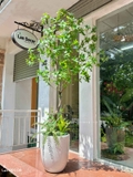 Cây Size Lớn Thiết Kế- Cây Asebi Giả Thiết Kế Sảnh Lớn, Trưng Bày Không Gian Ấn Tượng (200cm)- CC1188