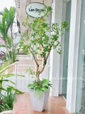 Cây Linh Sơn Trang Trí Không Gian Xanh Mát (180cm)- CC1039