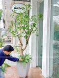 Cây Linh Sơn Trang Trí Không Gian Xanh Mát (180cm)- CC1039