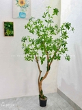Cây Linh Sơn Trang Trí Không Gian Xanh Mát (180cm)- CC1039