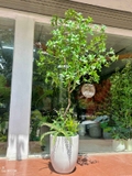 Cây Size Lớn Thiết Kế- Cây Asebi Giả Thiết Kế Sảnh Lớn, Trưng Bày Không Gian Ấn Tượng (200cm)- CC1188
