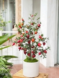Lựu Giả- Chậu Cây Lựu Cao 90cm Thiết Kế Lan Decor