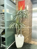 Cây phát tài núi Landecor  (165cm) - LC3159
