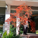 Cây Giả Tiểu Cảnh- Cây Phong Lá Đỏ Giả Thiết Kế Tiểu Cảnh Không Gian Lớn, Trang Trí Đẳng Cấp, Hiện Đại (250cm)- CC1199