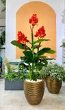 Cây tài lộc hoa trang trí nội thất đẹp 150cm - LC2083