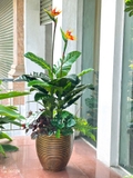 Cây Giả Trang Trí- Cây Thiên Điểu Decor Cửa Hiệu Xanh Tươi (cao 150cm, tán 100cm)- CC1133