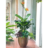 Cây Giả Trang Trí- Cây Thiên Điểu Decor Cửa Hiệu Xanh Tươi (cao 150cm, tán 100cm)- CC1133