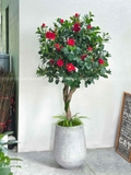 Chậu cây trà đỏ trang trí nhà đẹp (170cm)- CC960