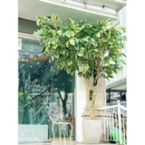 Cây Giả Trang Trí- Cây Khế Trang Trí Cửa Hiệu Ấn Tượng - CC1049