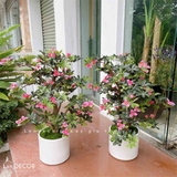 Cây hoa Đỗ Quyên dáng bonsai trang trí LanDecor (100cm) - CC580