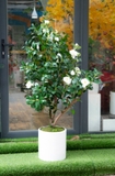 Chậu cây hoa trà trang trí nội thất Lan Decor (150cm) - CG004