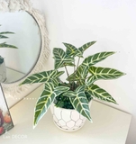 CHẬU BÁN HẠ ĐỂ BÀN TRANG TRÍ NỘI THẤT- CC901